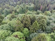 Historia bieszczadzkich lasów, a aktualny stan